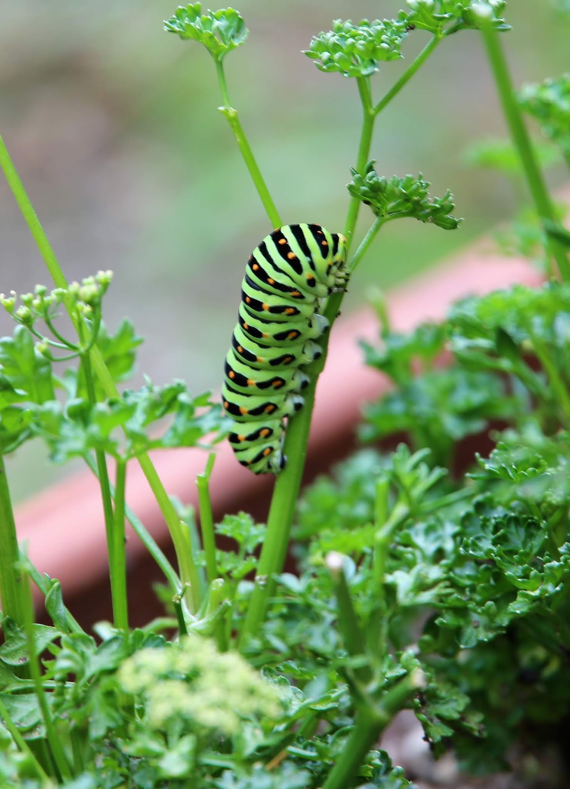 福岡市愛宕浜公民館ブログ パセリが大好物です