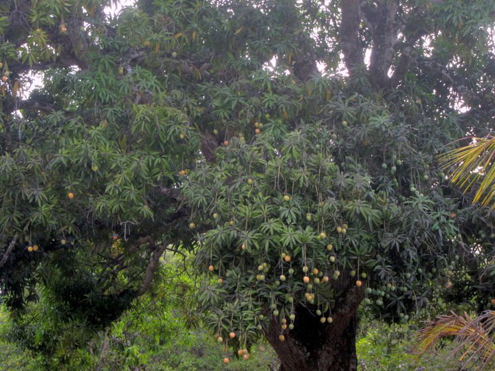 Taking Belize Mango Crop in Crooked Tree Village, Belize