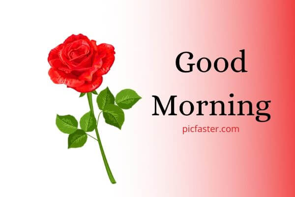 Latest Good Morning Rose Image Free Download Latest Good Morning Rose Image Free Download