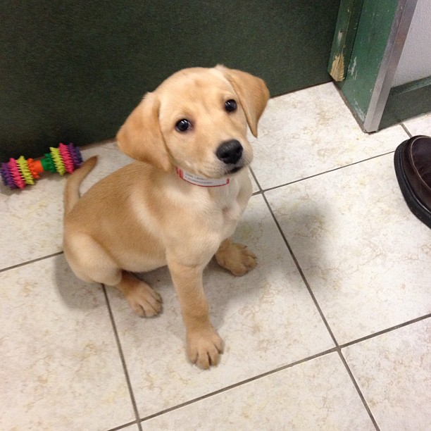 Labrador Retriever