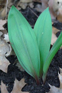 Cluster of three wide elongated leaves growing from woodland soil.