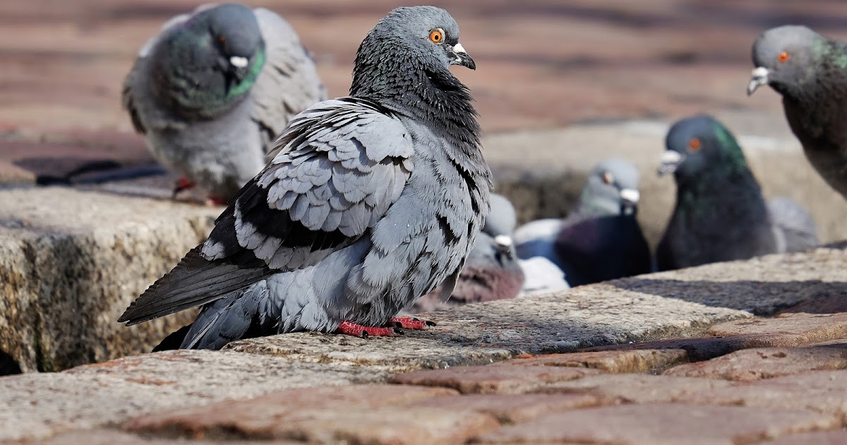 Glo's Poems PIGEON TALK