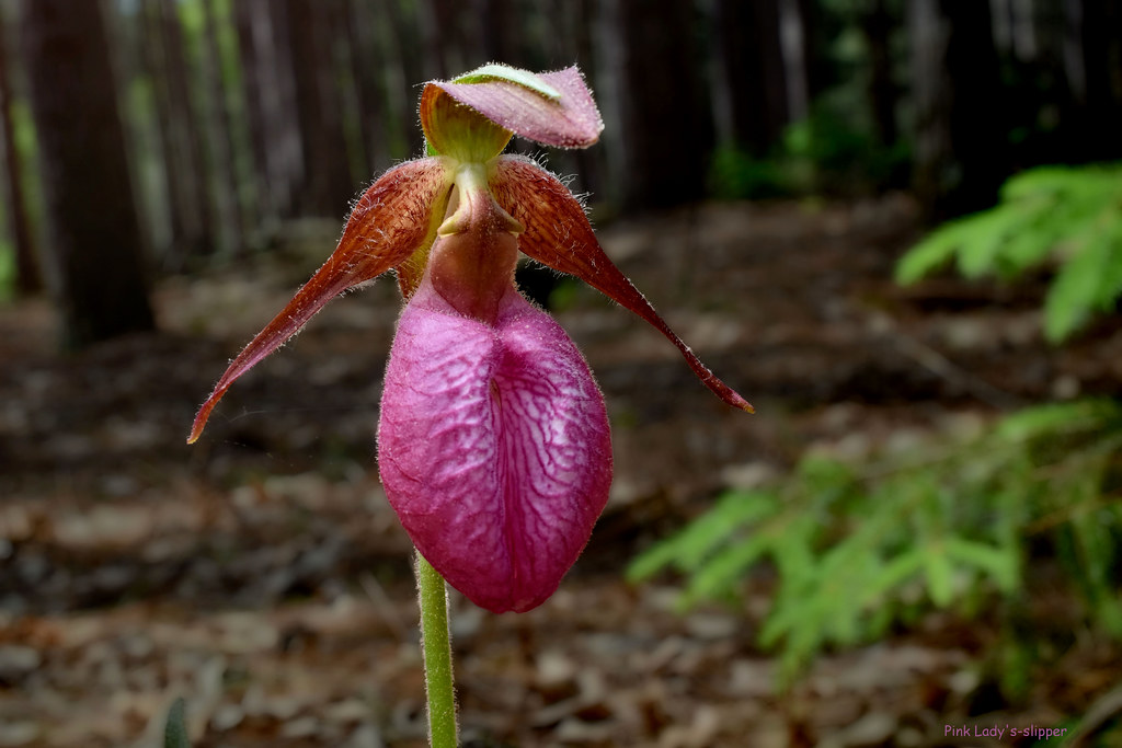 Cypripedium Orchids: The Cold Hardy Slipper Orchids care and culture -  YouTube