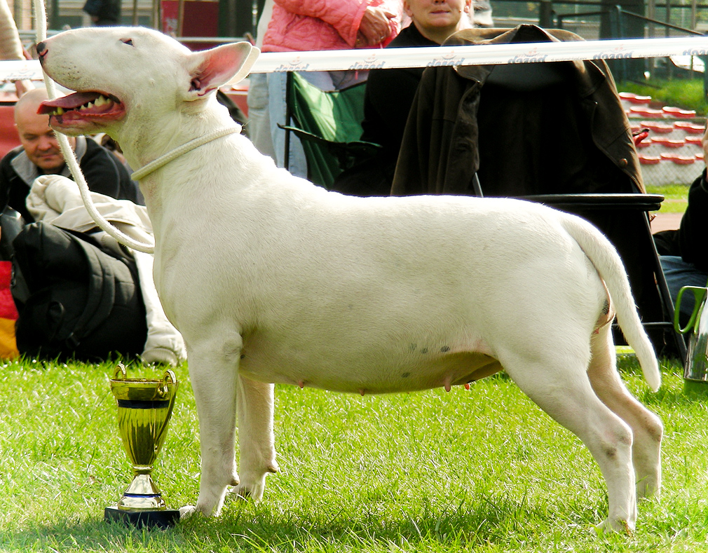 Позитивное подкрепление