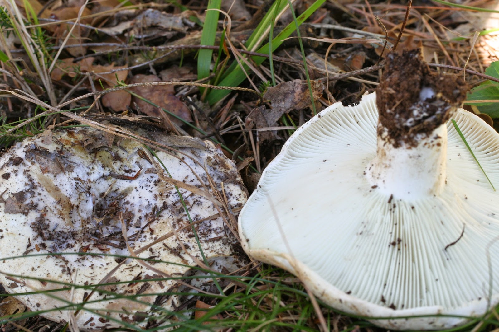 Inclusion Résine Champignon Russula Veneneux - Pièce Artisanale Années 60 - Occasion Bon état