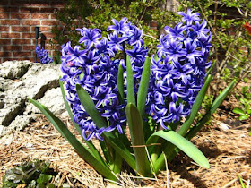 Blue hyacinths in bloom by garden muses: a Toronto gardening blog