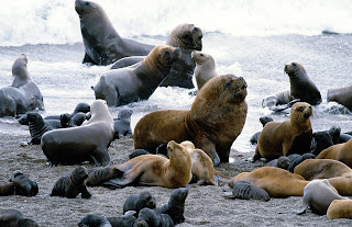 Valdés Yarımadası'nda yeleli deniz aslanı kolonisi