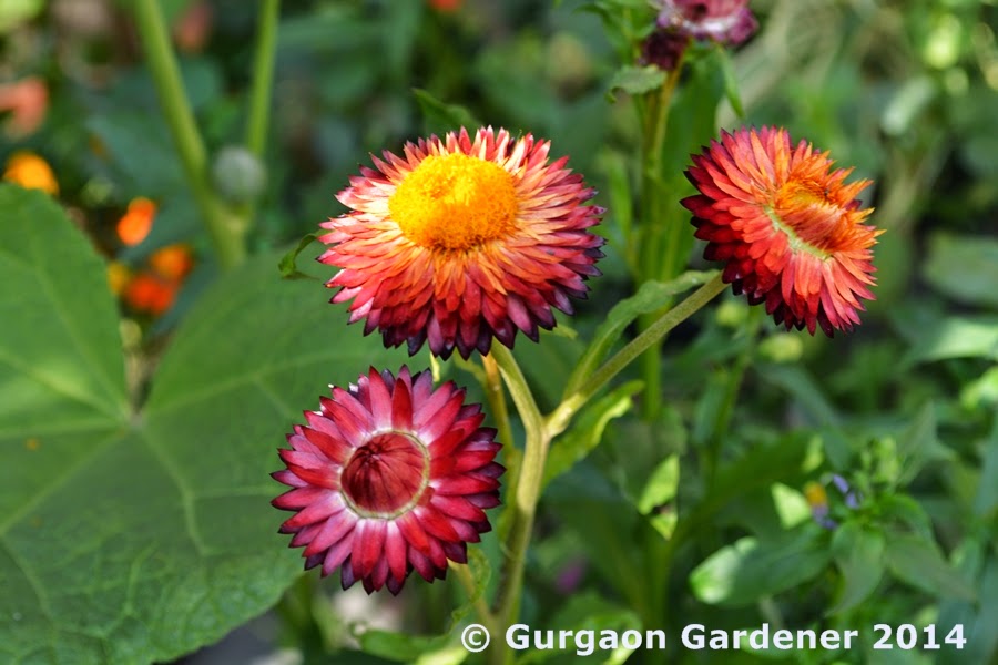 Gurgaon Gardener Red Flower Plants for Your Garden
