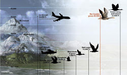 air feet object plane hit china possibilities had 8000 flying altitude meters bird boeing