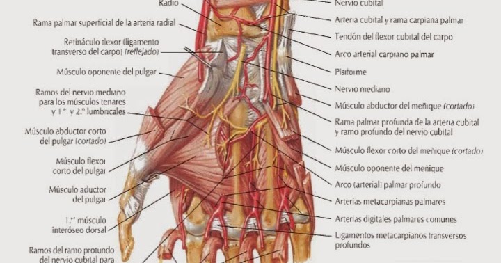 Fcm Unah Anatomía Macroscópica Músculos De La Mano