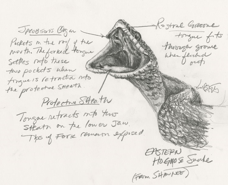 Pencil sketch of the open mouth of an Eastern Hognose Snake with Jacobson's Organ, protective sheath, and rostral groove labeled (by Kelly Riccetti)