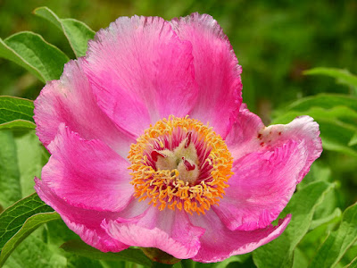 first peonies in May 2019