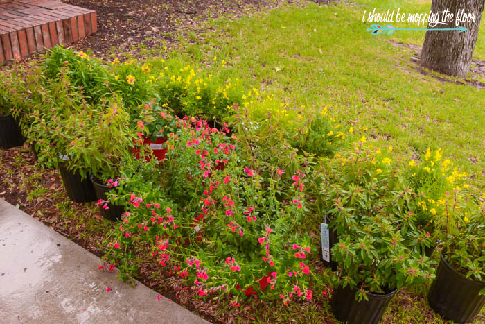 Simple Front Yard Landscaping Ideas | i should be mopping the floor