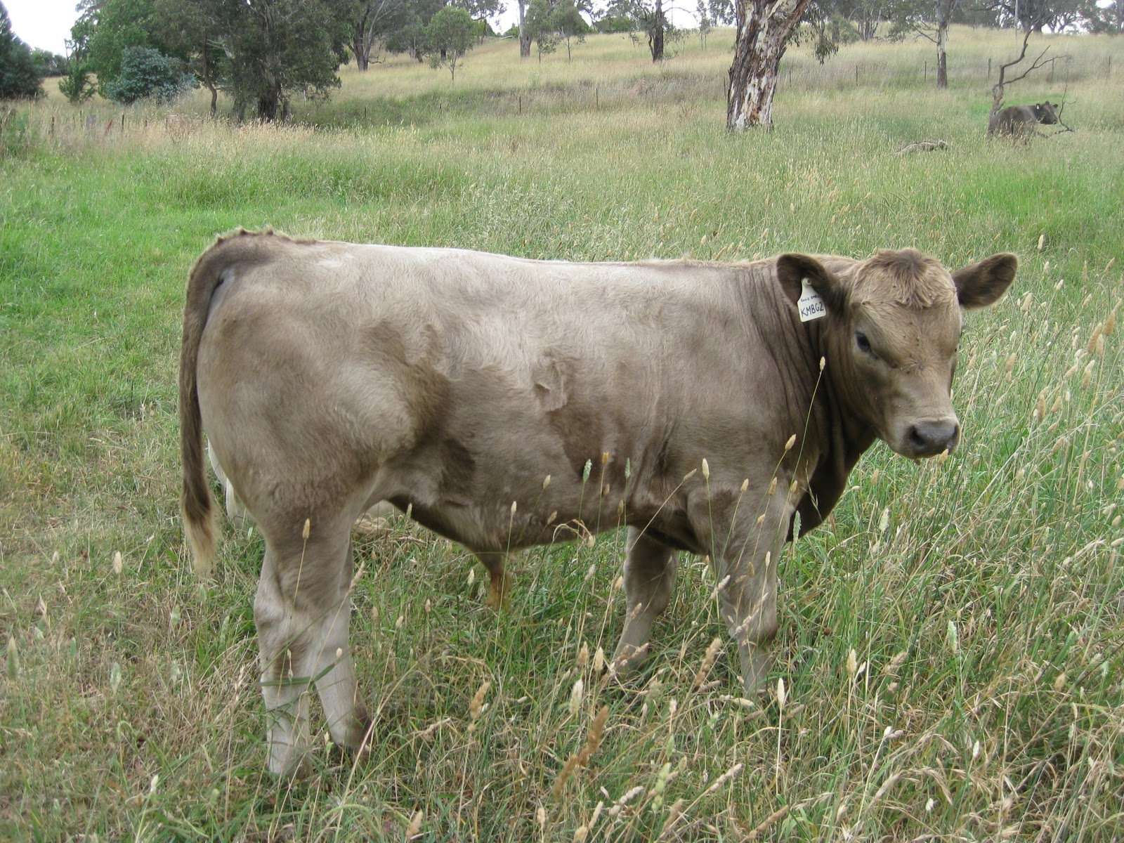 javid-square-meaters-cattle-stud-calves