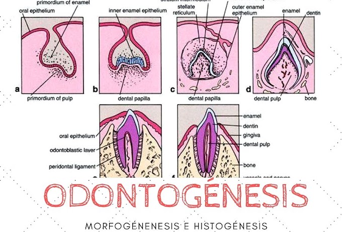 ODONTOGÉNESIS: Morfogénesis e Histogénesis - Aprendiendo Odontología