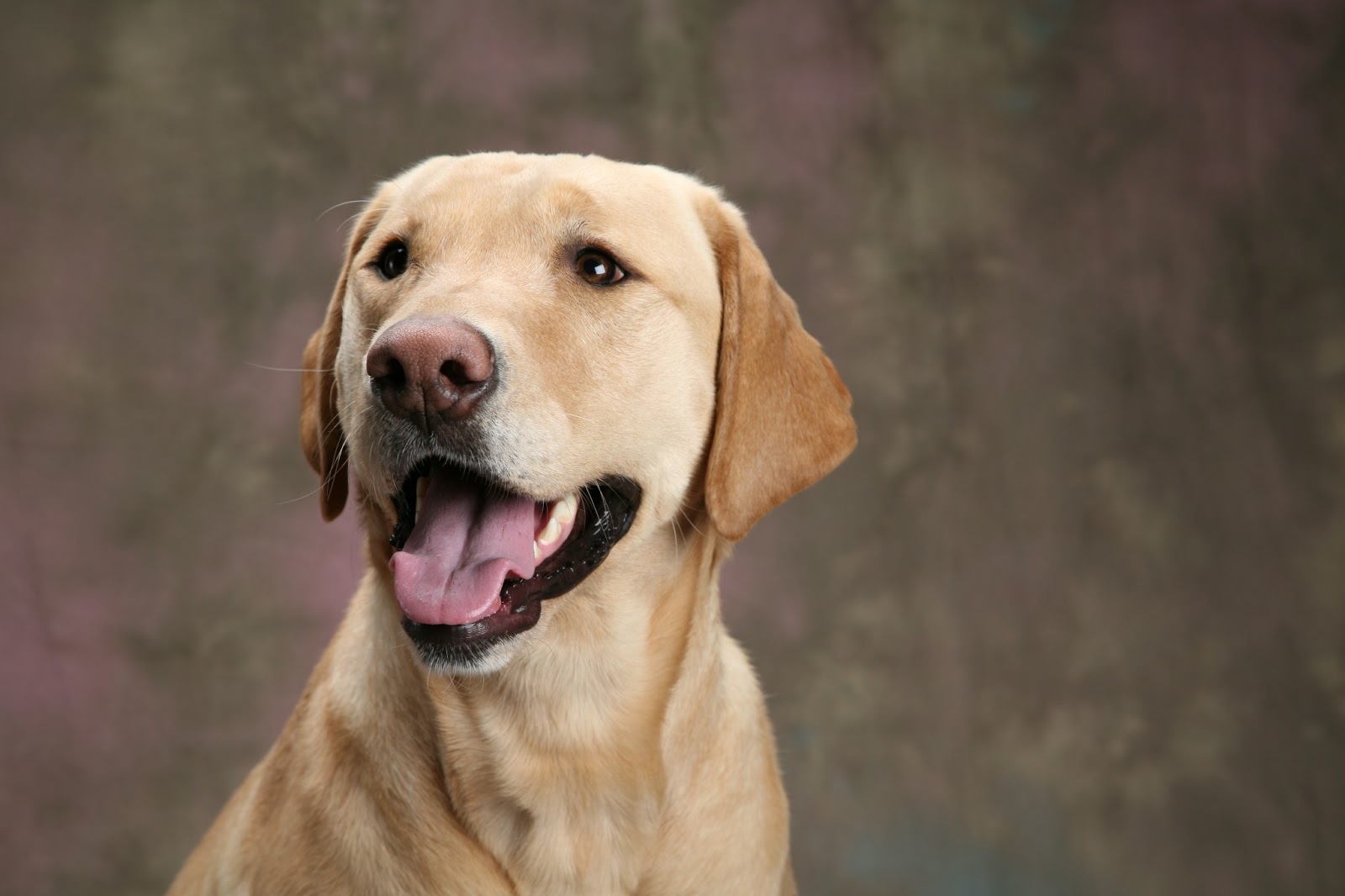 Shelter Pets Rule Hair follicle cyst out of control.