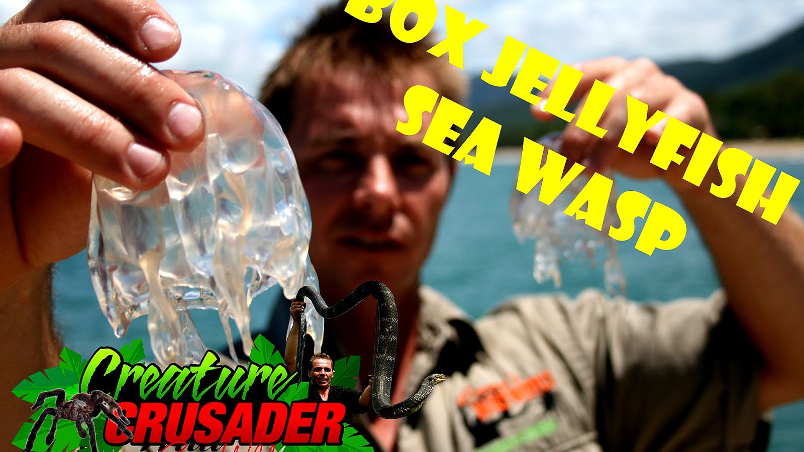 Box jellyfish Sting Box Box Choices