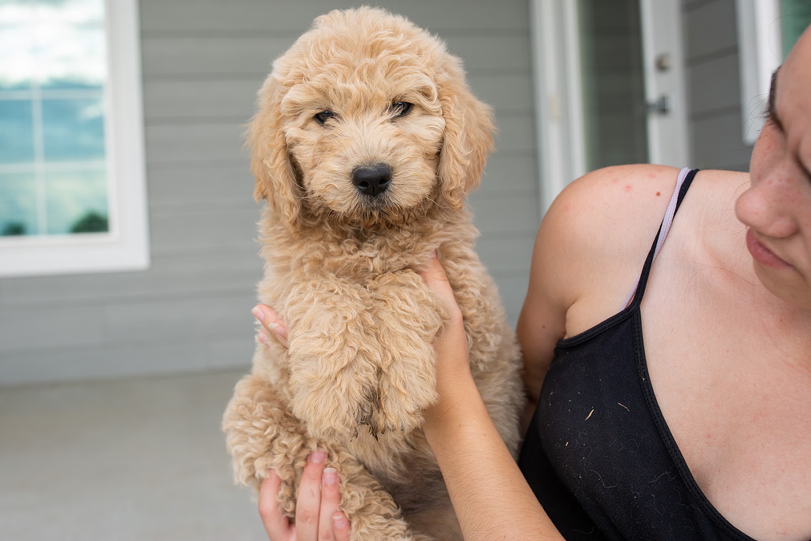 Golden Puppy Spot Goldendoodle Puppies 8 Weeks Old 7/15/2019