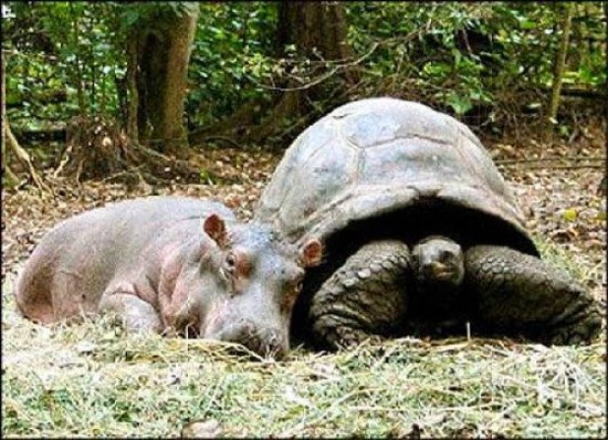 hippo-and-tortoise-1