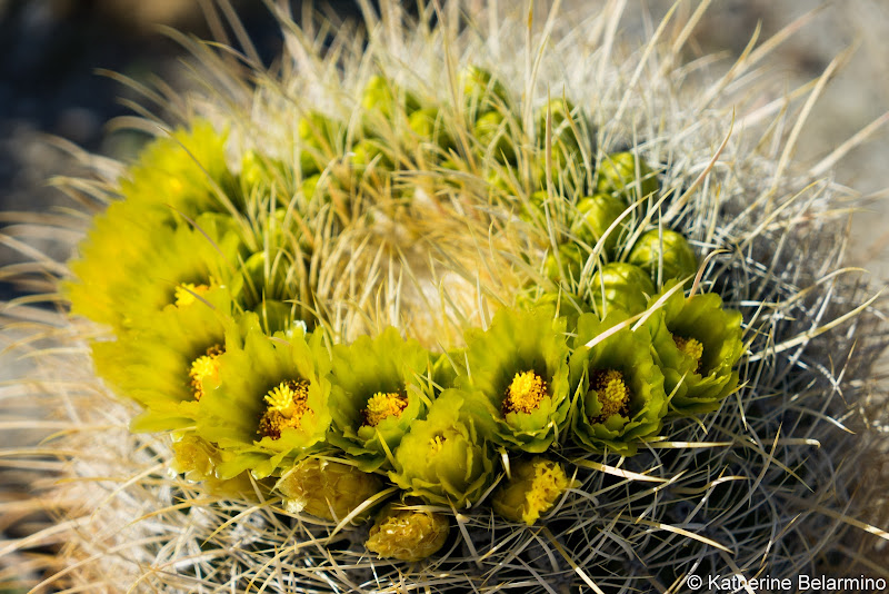 Barrel Cactus Southern California Anza-Borrego Desert Wildflowers