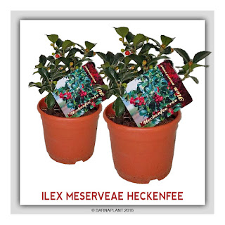 Ilex-Meserveae-Heckenfee