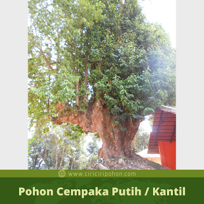 Pohon Cempaka Putih