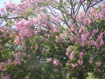 árbol Palo Borracho