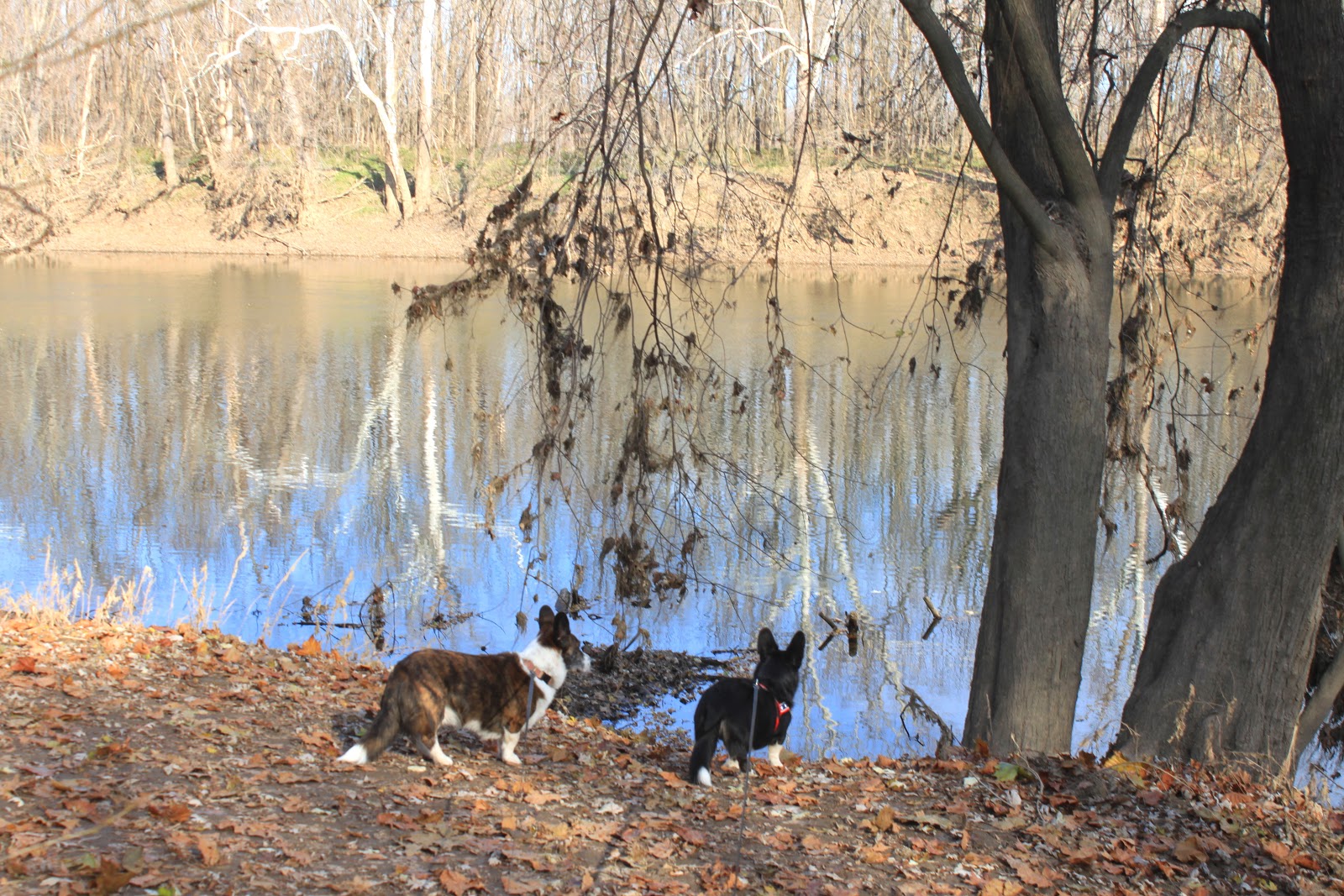 A Tail Of Two Cardis A Hiking We Will Go 