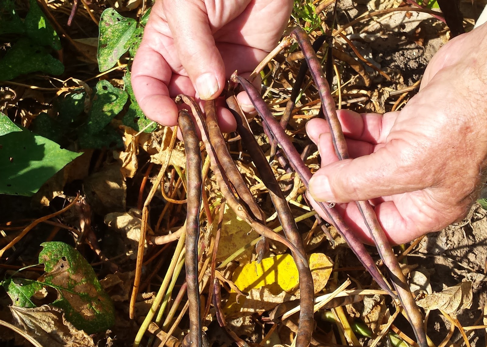 Sensible Survival Dried Peas from the Survival Garden