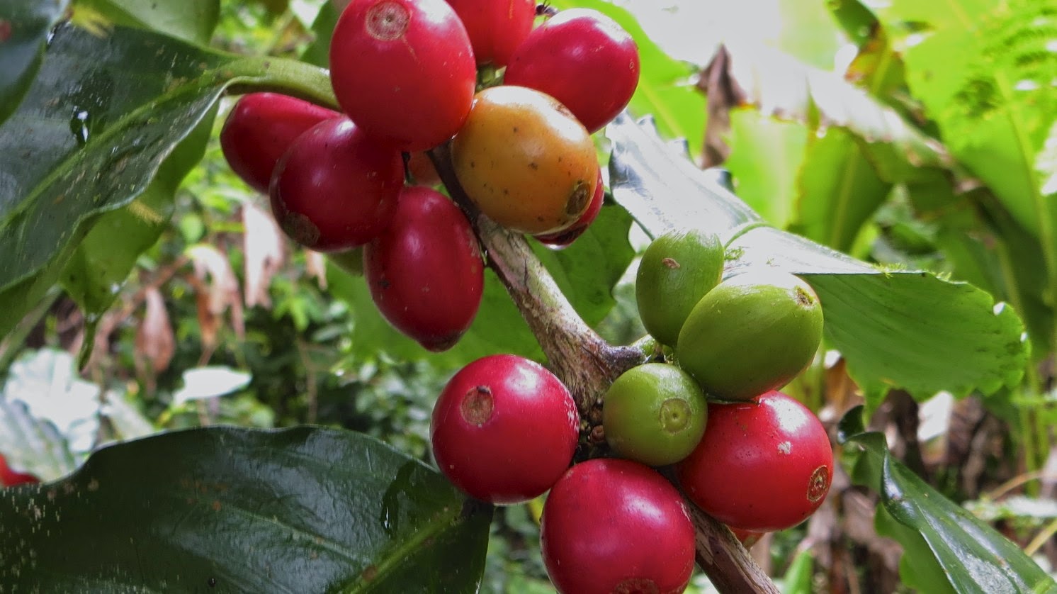 The Rainforest Medicinal Plants In The Rainforest
