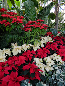 White red poinsettias Allan Gardens Conservatory Christmas Flower Show 2014 by garden muses-not another Toronto gardening blog