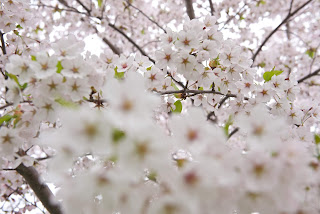 Sakura japan cherry blossom - цветение сакуры