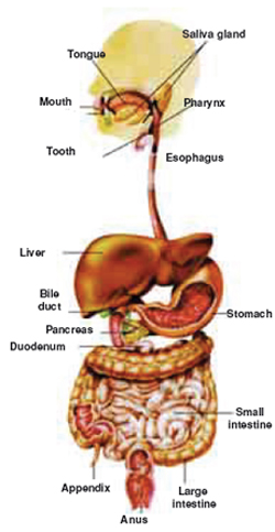 The Fact Of Creation: The Digestive System
