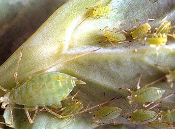 Aphids