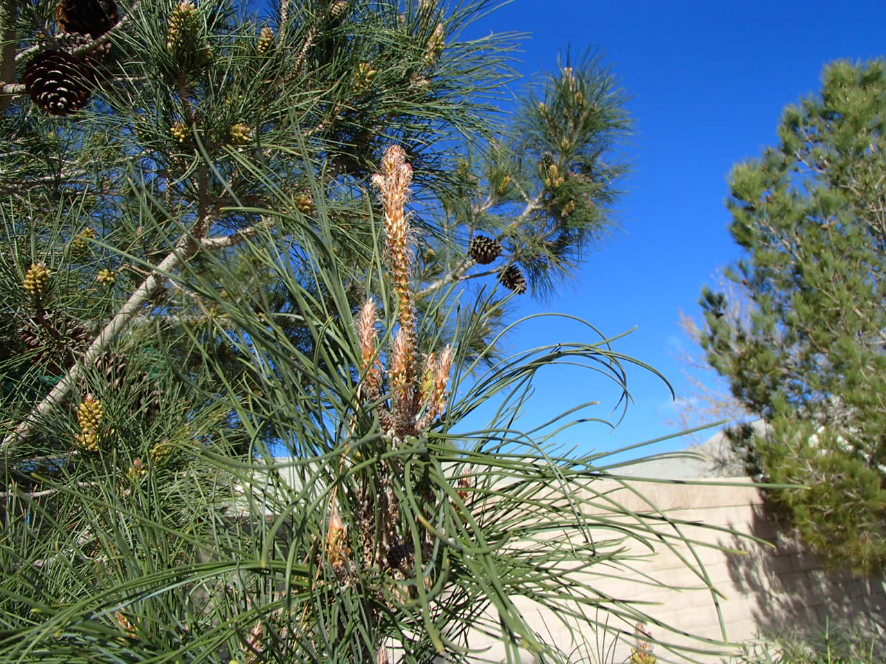 Xtremehorticulture of the Desert Watering Pine Trees Water Deep!
