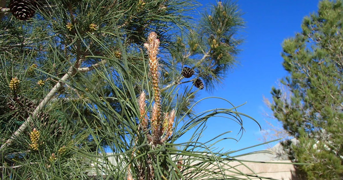 Xtremehorticulture of the Desert Watering Pine Trees Water Deep!