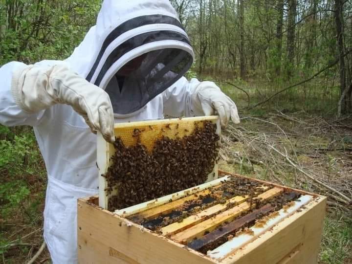 How To Start Bee Farming How To Start Bee Farming