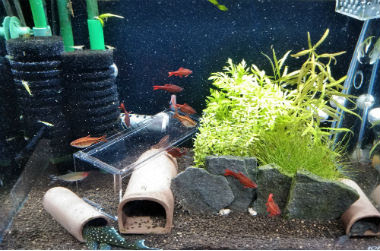 流木が撤去された水槽