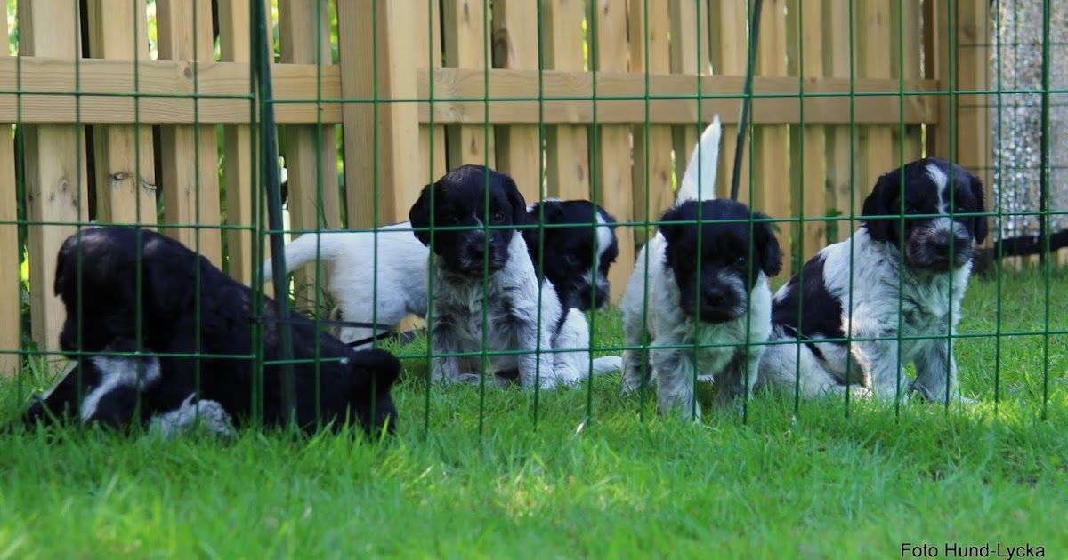 HUNDLYCKA Valet föll på Schalinda´s Prada