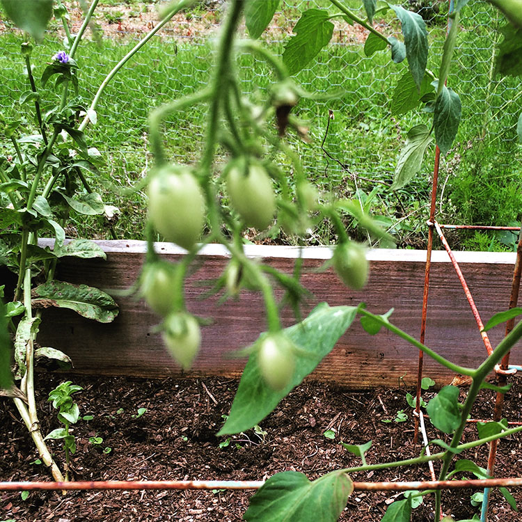 Garden and Property Progress