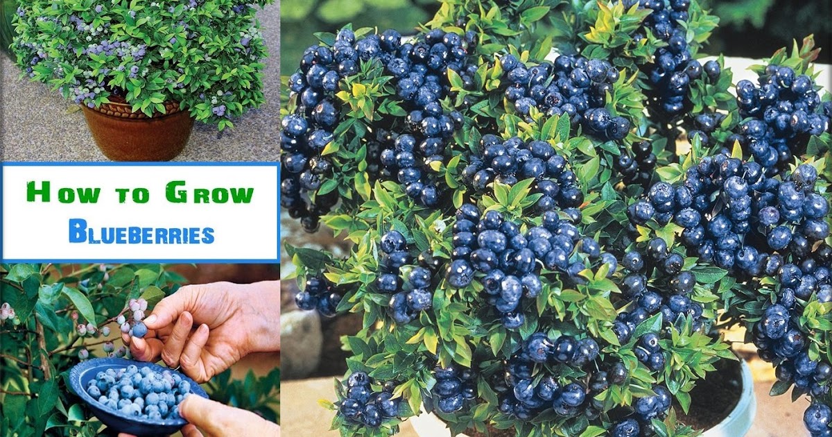 TIPS How To Grow Blueberries for you Home...