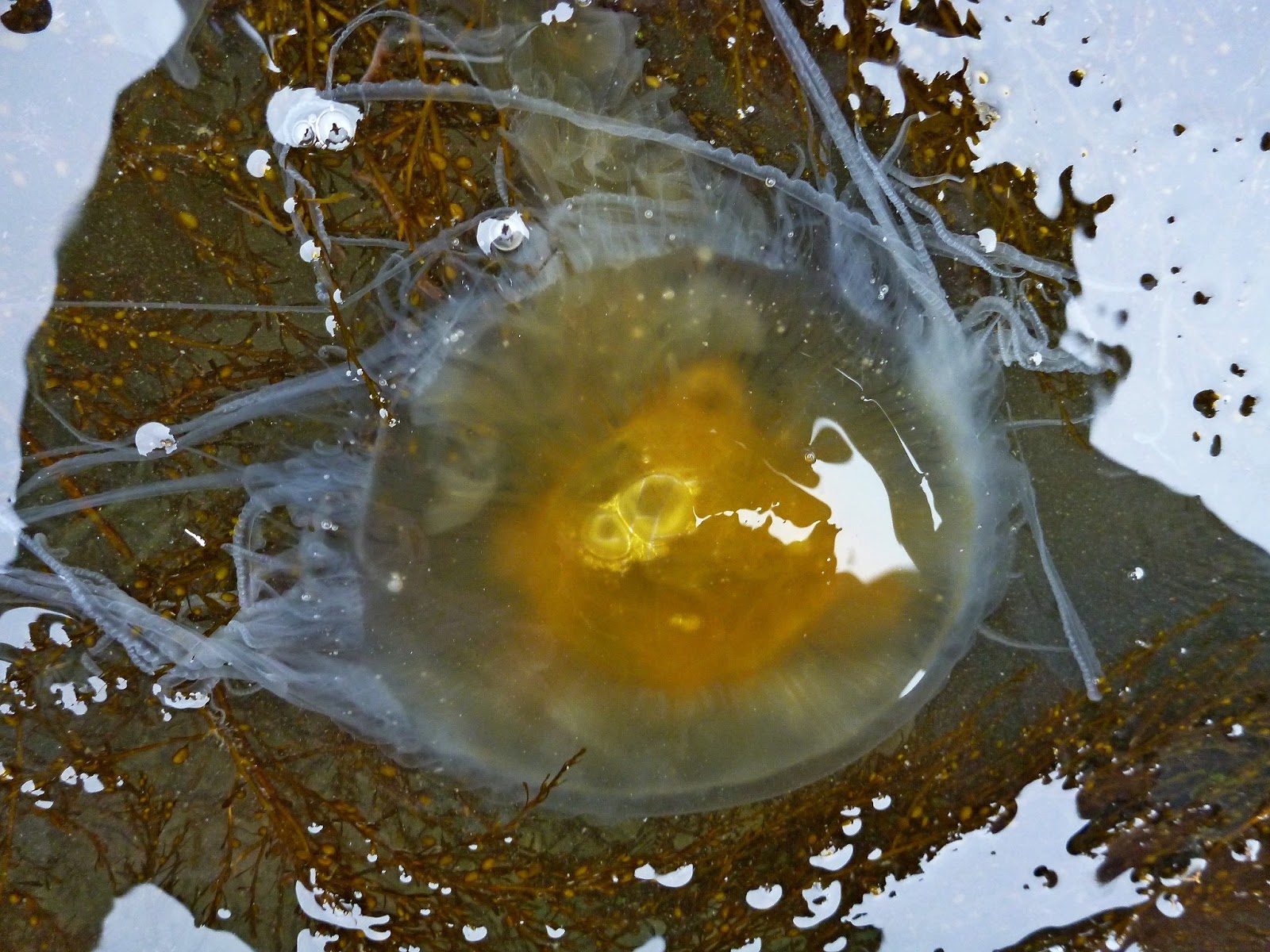 Buzz's Marine Life of Puget Sound Jul 7, 2013