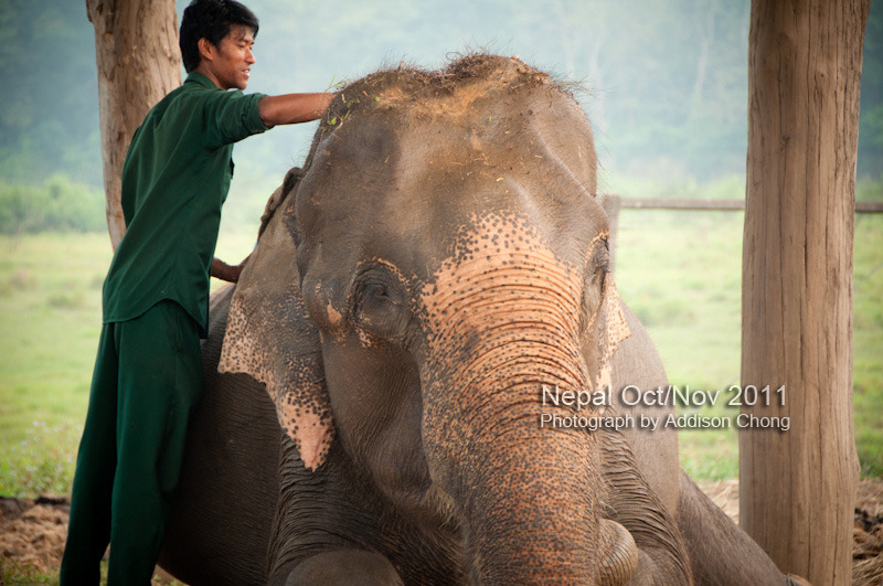 Chitwan, Elephant