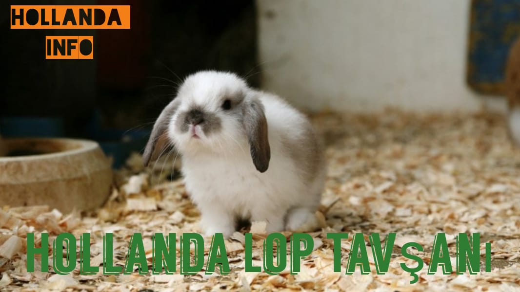 hollanda lop tavsani lop tavsani