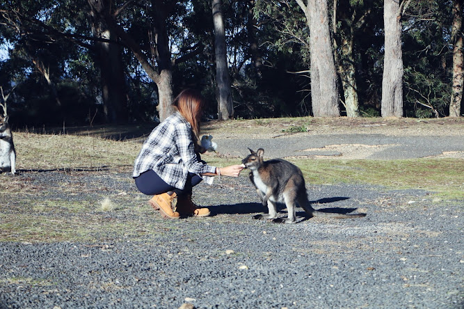 Jenolan Caves NSW Wallaby Australia