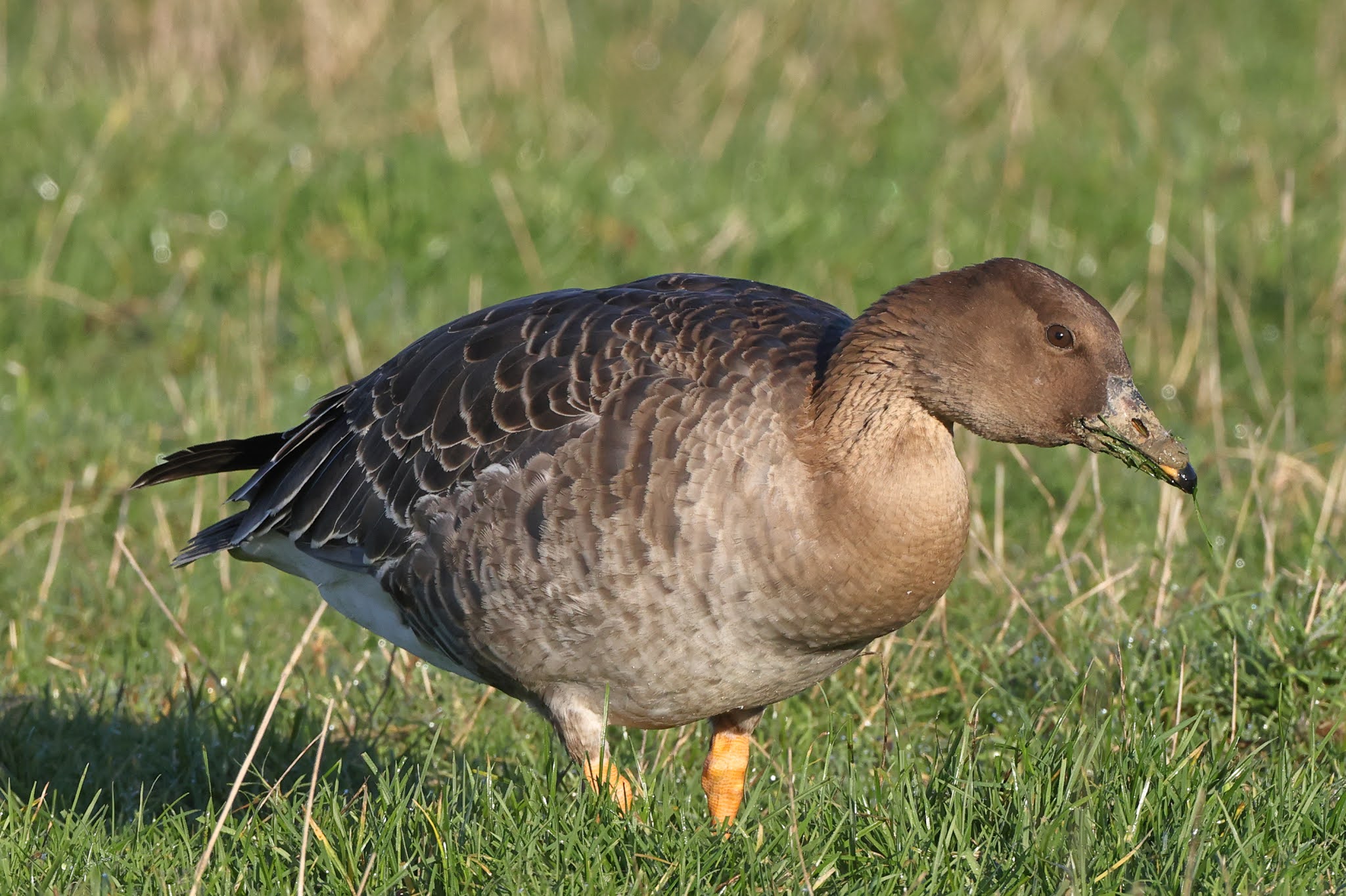 CAMBRIDGESHIRE BIRD CLUB GALLERY Tundra Bean Goose