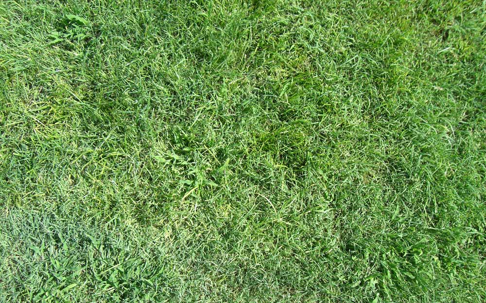 Tutorial Photoshop - Teks Bertekstur Rumput - Orlando Lab