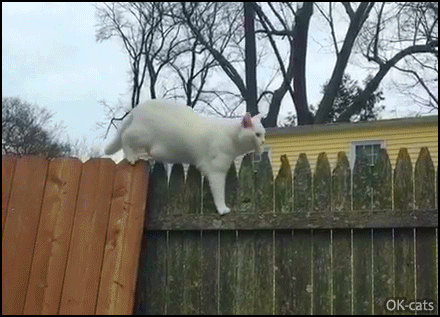Amazing Cat GIF • Funny white cat walking on a fence like a boss. Not so easy but it's OK Amazing Cat GIF • Funny white cat walking on a fence like a boss. Not so easy but it's OK