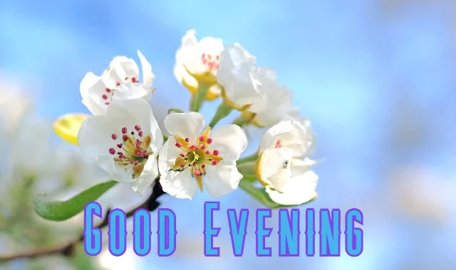 Good Evening Flowers HD Images Collection