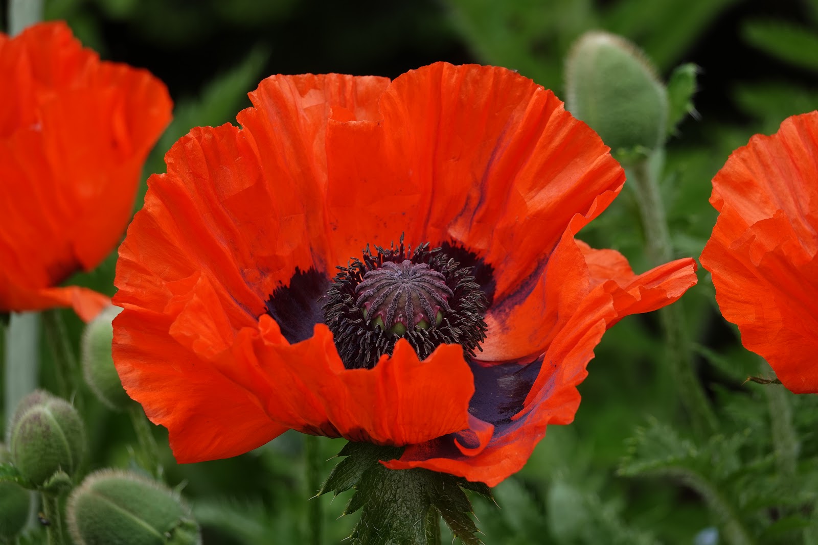 コルチコステロイド